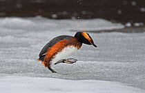 Slavonian / Horned Grebe (Podiceps auritus) male escaping by walking across the iced surface of the lake after being driven off by the dominant male holding territory. It is extremely rare for grebes...