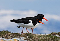 Pair of Eurasian oystercatchers (Haematopus ostralegus) courting and walking in tandem with each other on their  breeding territory. Sandvik, Porsanger fjord, Finmark, Norway