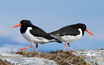 Pair of Eurasian Oystercatchers (Haematopus ostralegus) courting and walking away from each other on their  breeding territory. Sandvik, Porsanger fjord, Finmark, Norway