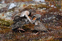 Ruffs (Philomachus pugnax) males fighting and displaying at the lek. Luomos, Karigasniemi, Inari, Finnish Lapland