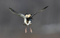 Ruff (Philomachus pugnax) male at the lek, hovering in flight as part of his display. Luomos, Karigasniemi, Inari, Finnish Lapland