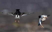 Ruff (Philomachus pugnax) males at the lek, hovering in flight as part of their display. Luomos, Karigasniemi, Inari, Finnish Lapland