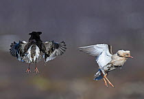 Ruff (Philomachus pugnax) males at the lek, hovering in flight as part of their display. Luomos, Karigasniemi, Inari, Finnish Lapland