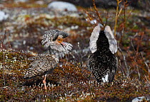 Ruff (Philomachus pugnax) males displaying at the lek, side view. Luomos, Karigasniemi, Inari, Finnish Lapland