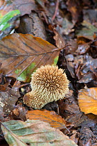 Spiny puffball (Lycoperdon echinatum) Surrey, England, UK. September.