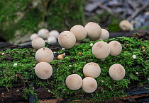Stump puffball (Lycoperdon pyriforme) Sussex, England, UK, September.