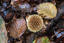 Spiny puffball (Lycoperdon echinatum) Surrey, England, UK.