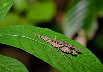 Stick Insect (Phasmidae) mating pair. Mount Kinabalu, Borneo.