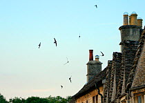Common swift (Apus apus) screaming as they fly in formation over cottage roofs at dusk, Lacock, Wiltshire, UK, June 2018.