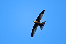 Common swift (Apus apus) flying overhead with its tail feathers spread out, Lacock, Wiltshire, UK, June 2018.
