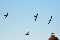 Four Common swifts (Apus apus) silhouetted against the sky as they fly in formation over the chimney of a cottage at dusk, Lacock, Wiltshire, UK, June 2018.