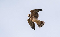 Red-footed falcon (Falco vespertinus), juvenile in flight catching a beetle, Finland, September
