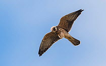 Red-footed falcon (Falco vespertinus) juvenile flying  with beetle prey , Finland, September