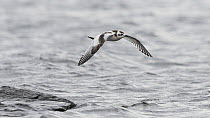 Little gull Hydrocoloeus minutus), in flight, Finland, September