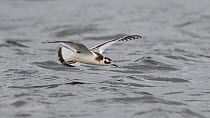 Little Gull Hydrocoloeus minutus) in flight catching insects, Finland, September