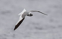 Sabine's gull Larus sabini), adult in flight, Finland, September
