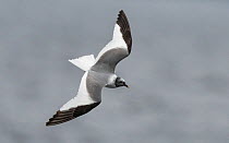 Sabine's gull (Larus sabini), adult in flight, Finland, September