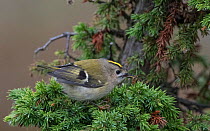 Goldcrest (Regulus regulus) with insect prey, Finland, September