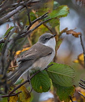 Lesser whitethroat (Sylvia curruca),  Finland, September
