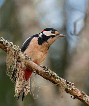 Great spotted woodpecker (Dendrocopos major), adult male, Finland, October.