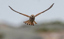 Kestrel (Falco tinnunculus),  hovering, Finland, September