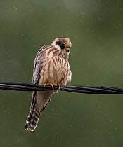 Red-footed falcon (Falco vespertinus), juvenile perched, Finland, September