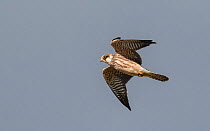Red-footed falcon (Falco vespertinus), juvenile in flight, Finland, September