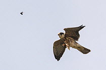 Red-footed falcon (Falco vespertinus), juvenile catching a diving beetle, Finland, September