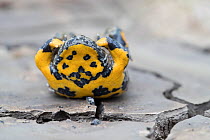 Yellow-bellied toad (Bombina variegata) in defensive posture showing warning colours, on dried soil with mud cracks, Weser Hills, Lower Saxony, Germany. August.