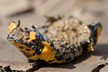 Yellow-bellied toad (Bombina variegata) in defensive posture showing warning colours, on dried soil with mud cracks, Weser Hills, Lower Saxony, Germany. August.