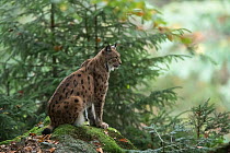 Female Lynx (Lynx lynx) sitting on rock, Bavarian Forest National Park, Bavaria, Germany. Captive. September.