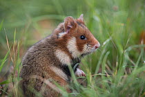 European hamster (Cricetus cricetus) standing in grass, Vienna, Austria. October.