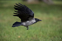 Hooded crow (Corvus cornix) flying low, Vienna, Austria. October.