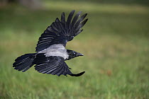 Hooded crow (Corvus cornix) flying low, Vienna, Austria. October.