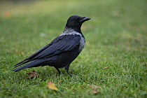 Hooded crow (Corvus cornix) standing on grass, Vienna, Austria. October.
