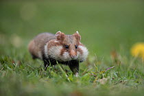 European Hamster (Cricetus cricetus), adult running with full cheek pouches, Vienna, Austria. October.