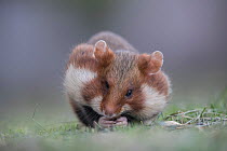 European Hamster (Cricetus cricetus), adult with full cheek pouches gnawing a nut, Vienna, Austria. October.