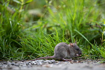 Juvenile Brown rat (Rattus norvegicus) feeding, Braunschweig, Lower Saxony, Germany. October.