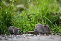 Two juvenile Brown rat (Rattus norvegicus) eating, Braunschweig, Lower Saxony, Germany. October.