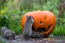 Five juvenile Brown rats (Rattus norvegicus), playing in a Halloween pumpkin, Braunschweig, Lower Saxony, Germany. November.
