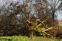 Oak tree (Quercus robur) with broken trunk, blown down during a storm , Lower Saxony, Germany. November 2017.