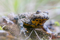 Yellow-bellied toad (Bombina variegata), adult, Weser Hills, Lower Saxony, Germany. August.