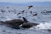 False killer whales (Pseudorca crassidens) followed by Black petrels (Procellaria parkinson), Northern New Zealand Editorial use only.