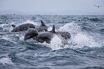 False killer whales (Pseudorca crassidens) surfacing  Northern New Zealand Editorial use only.