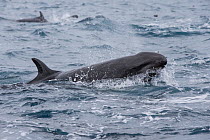 False killer whales (Pseudorca crassidens) surfacing  Northern New Zealand Editorial use only.
