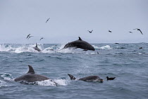 False killer whales (Pseudorca crassidens ) traveling with a pod of pelagic Bottlenose dolphins (Tursiops truncatus) and Black petrels (Procellaria parkinsoni ), Northern New Zealand Editorial use onl...