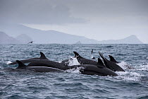 False killer whales (Pseudorca crassidens)  Northern New Zealand Editorial use only.