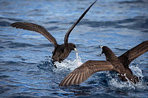 Black petrels (Procellaria parkinsoni) fight over food scraps left behind by False killer whales (Pseudorca crassidens ) Northern New Zealand Editorial use only.