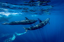 False killer whales (Pseudorca crassidens) traveling with a pod of pelagic Bottlenose dolphins (Tursiops truncatus)  Northern New Zealand Editorial use only.