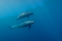 False killer whales (Pseudorca crassidens), Northern New Zealand Editorial use only.